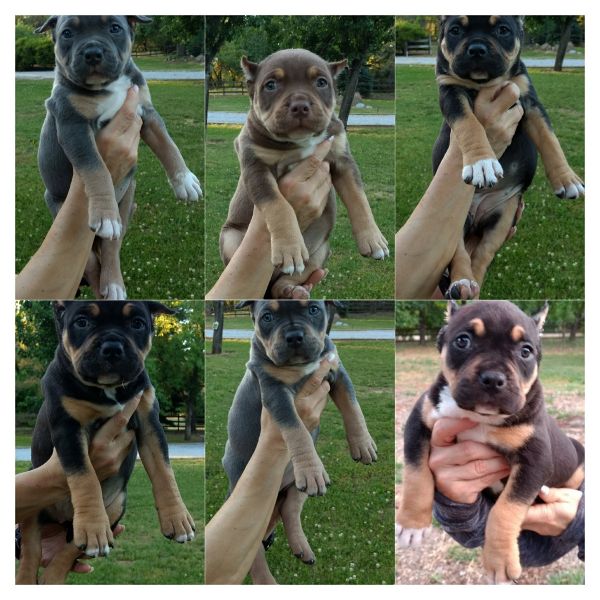 American Bully Tri-colored pups