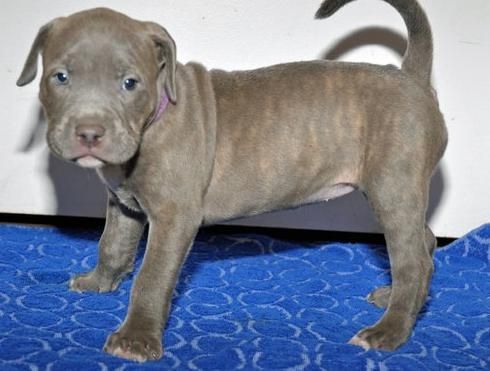 Male ukc american bully pups