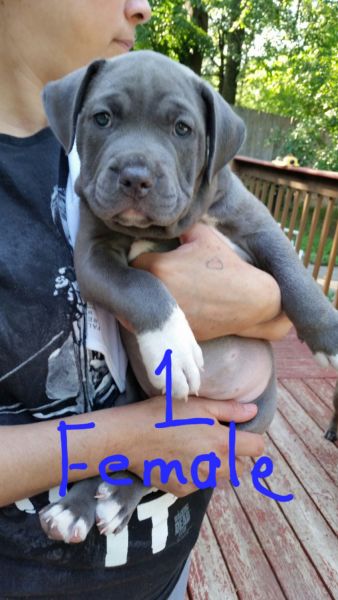 American bully puppies for sale