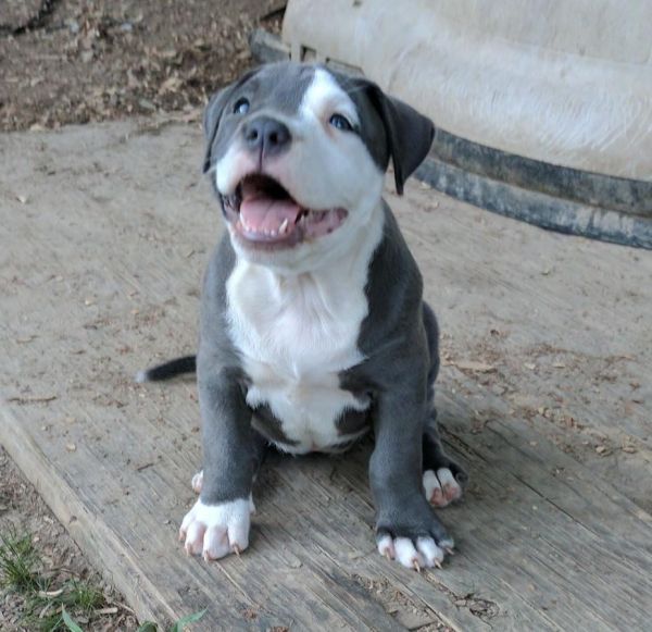 Cute American Bully pups.