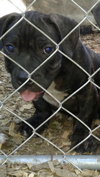 5x miagi 3x texas legacy bully puppies