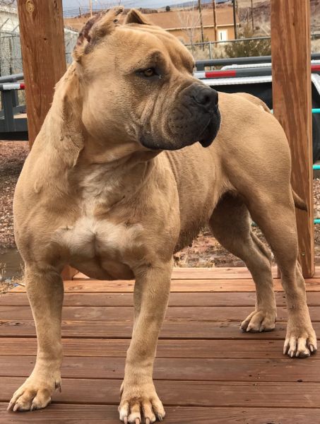 Purebred UKC Papered Xl Pups