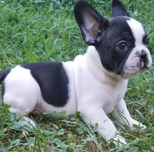 Amazing AKC American Bully pups.