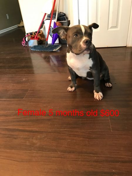 american bully puppies and adults for sale