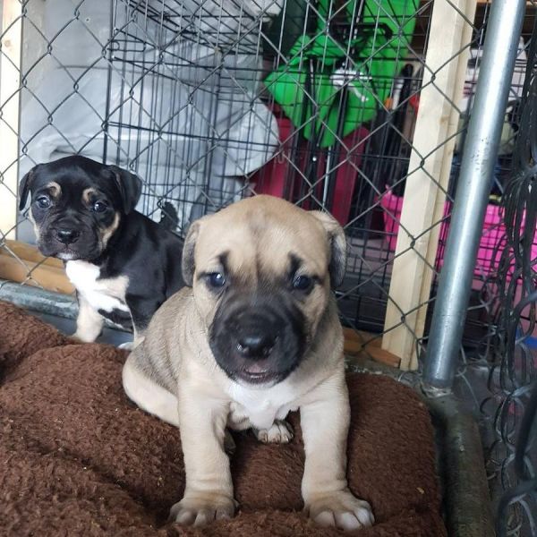 Goodlooking American Bully pups.