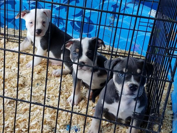 Adorable AKC American Bully pups.
