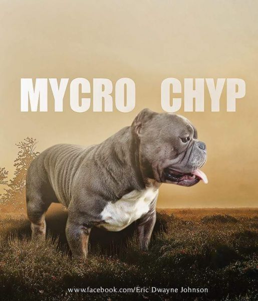 Adult exotic bully for sale or open for stud