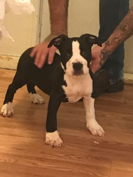 $200 American bully pup female 13 weeks