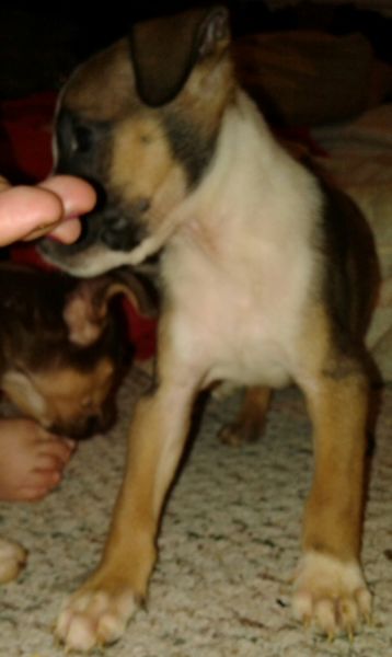 Male tri color puppy