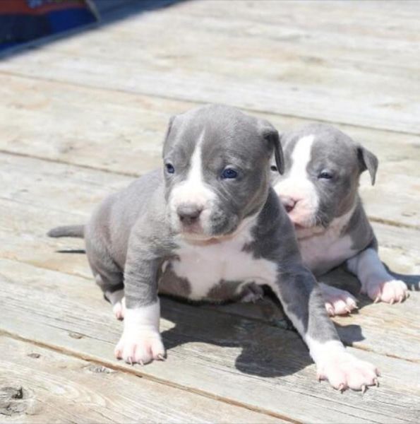 Outstanding AKC American Bully pups.