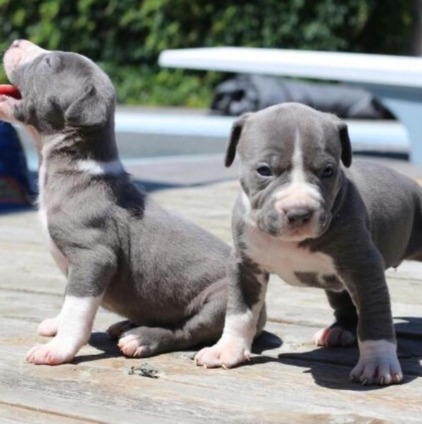 Akc Registered Bully pups ***