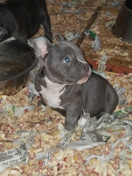 Exotic Bully Puppies