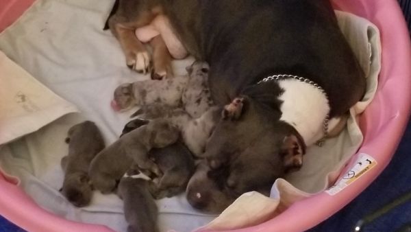 Fresh litter dropped Jan.7 2019