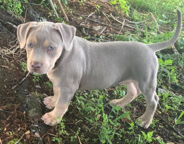 Standard American Bully