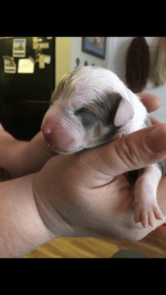 Bully pups tri/light sable/ white piebald and blue