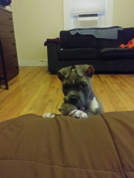 Loving puppy needs good home