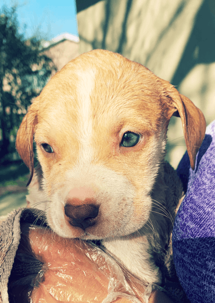 Adorable 8 week old puppies
