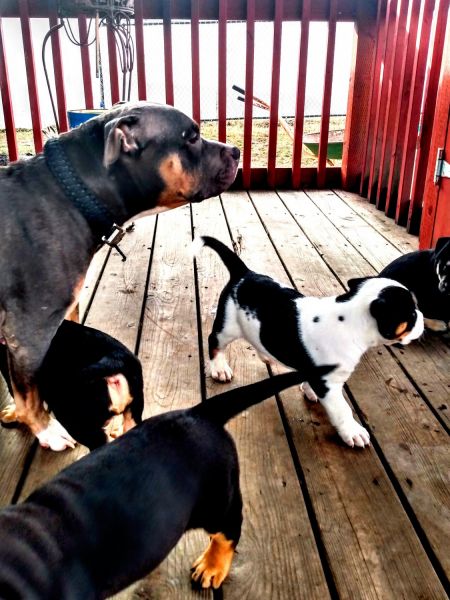 Pure bred prize winning Remy American Bully