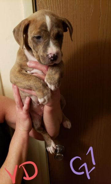 DENVER - American Bully Pups - FEMALE - ready for FURever Homes