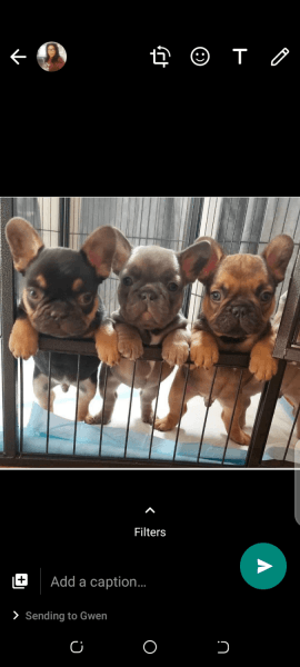10WEEKS REGISTERED KFC PUPPIES FOR SALE