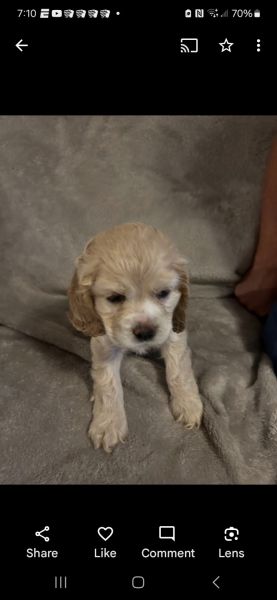 Cocker spaniels for sale