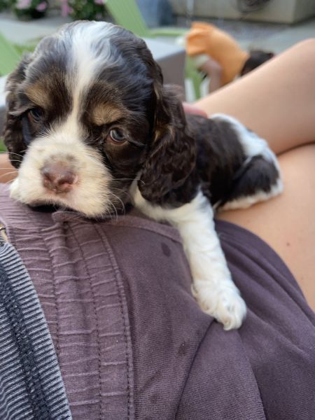 American Cocker Spaniel