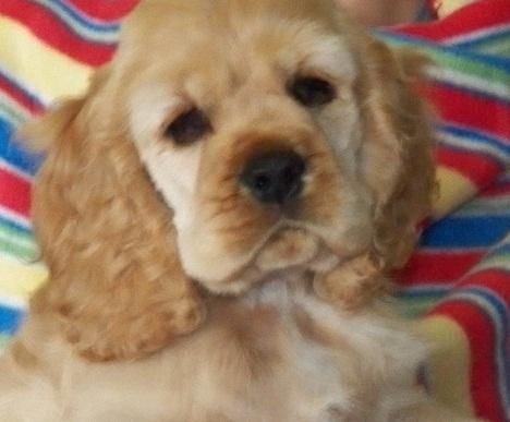 American Cocker Spaniels Ckc Reg