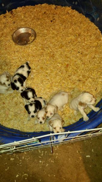 Super cute cocker spaniel pups