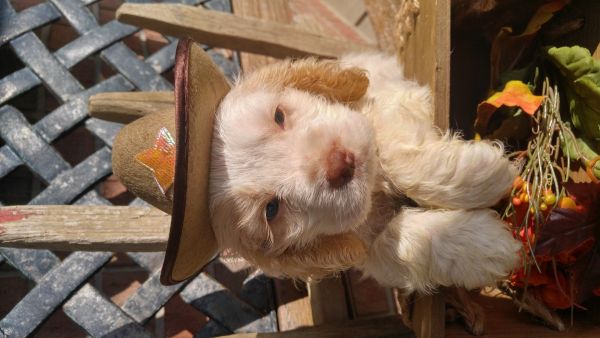 Akc cocker spaniel puppies