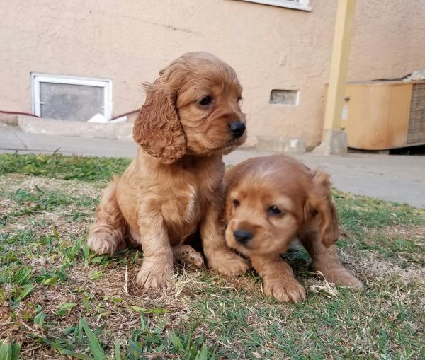 2 Female Cocker Spaniel Puppies