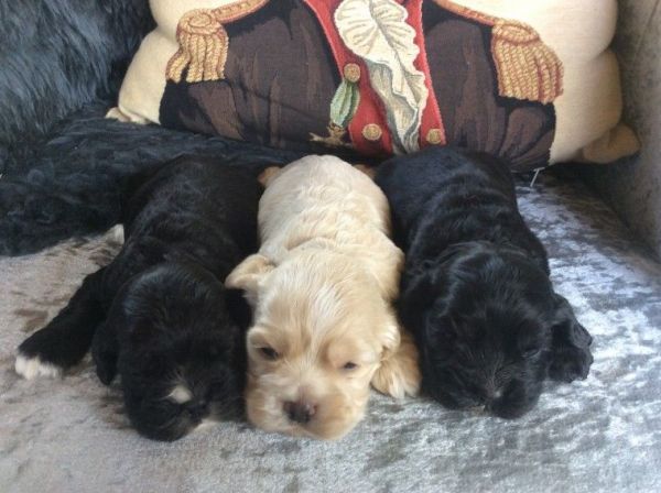 K.c. Reg American Cocker Spaniel Puppies