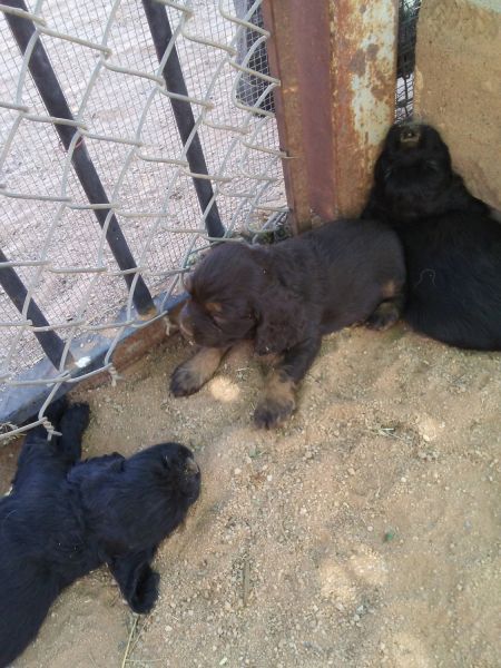 AKC Cocker Spaniel puppies