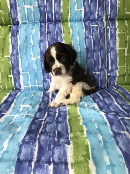 Cocker spaniel puppies