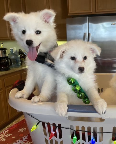American Eskimo Puppies