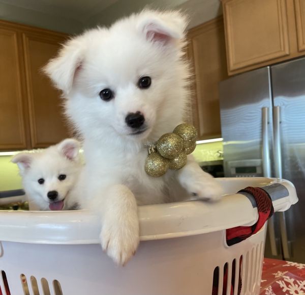 American Eskimo Puppies