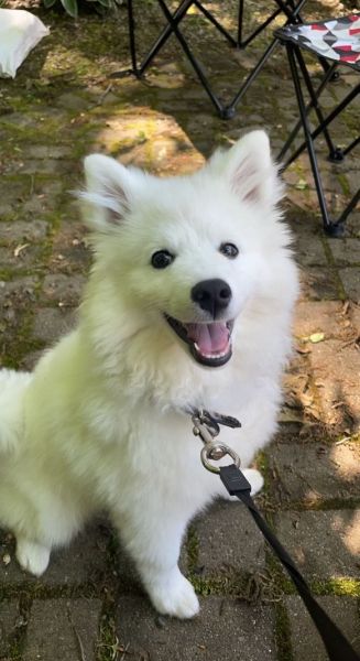 4 month puppy for sale