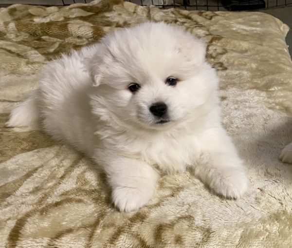 american eskimo puppy fro sale
