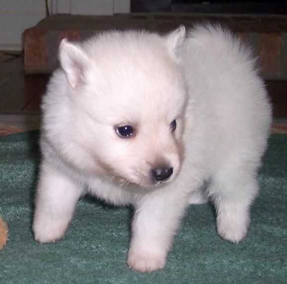 Charming Male And Female American Eskimo