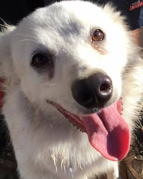 AKC Standard American Eskimo- Male