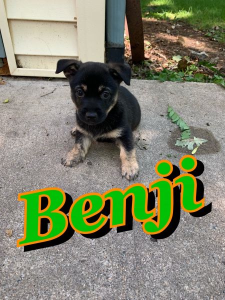 Miniature American Eskimo Mix