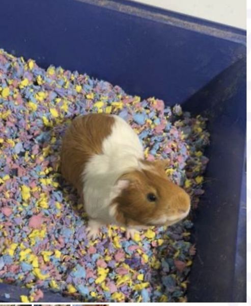 9 month old Guinea Pig (Bronx)