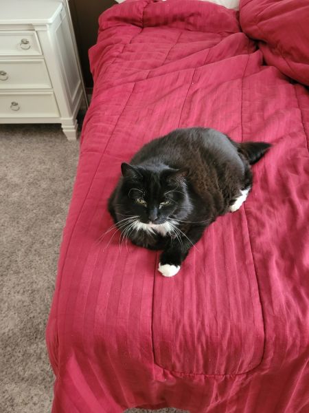 Callie needs a new home