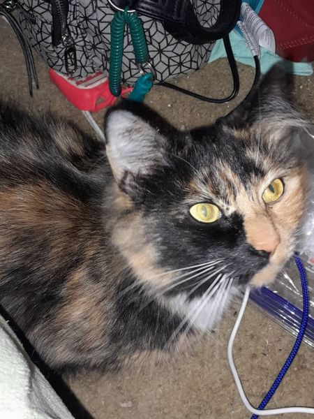 Mrs.kari needs a loving home