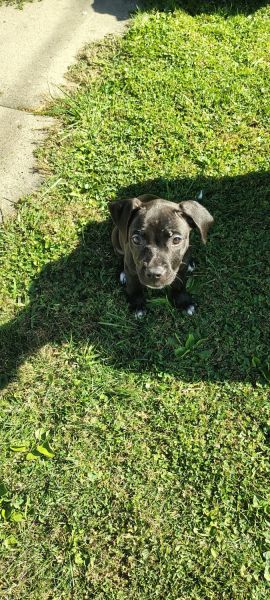 Ms echo ready for adoption