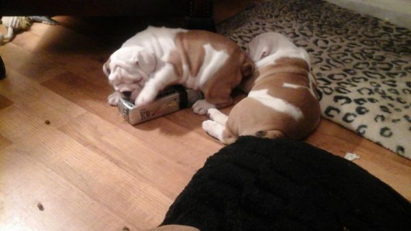 ****adorable Kc Reg English Bulldog Pups