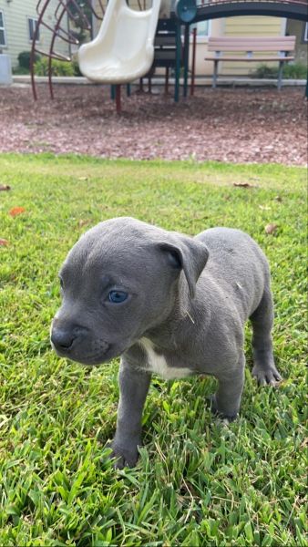 pitbull Mix Puppies