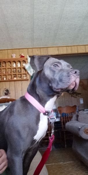 Bluenose female Pitbull for sale