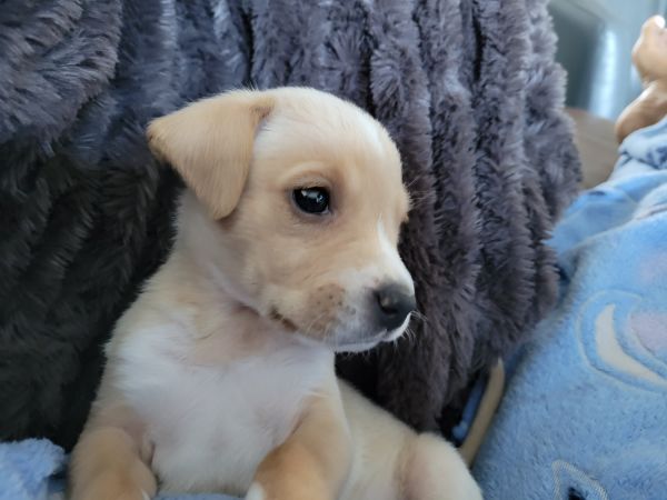 Fun loving Pup needs a home