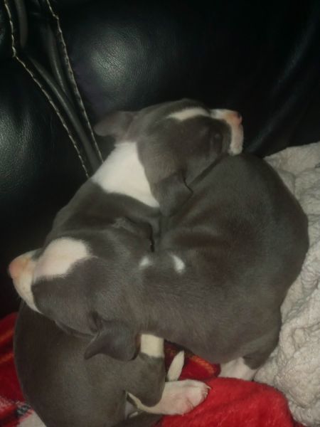 2 female blue nose pitt bull puppies