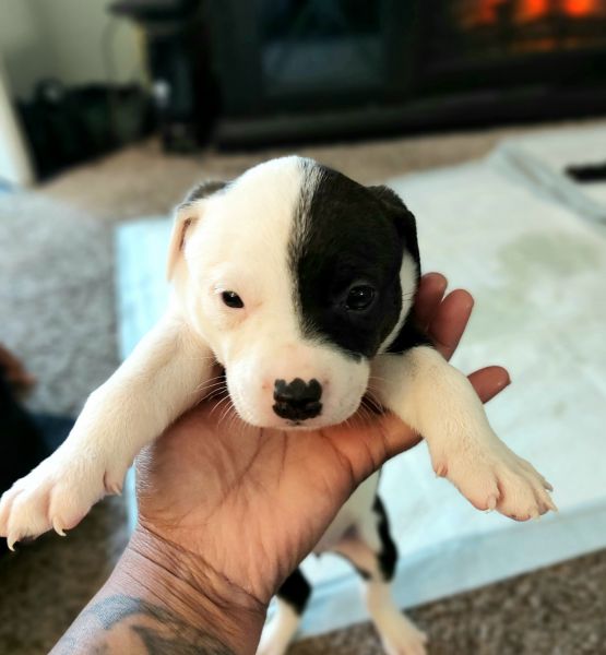 PITBULL PUPPIES 4 SALE